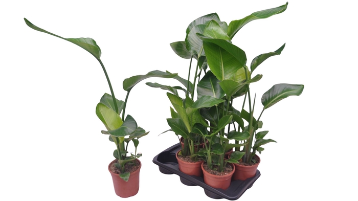 <h4>STRELITZIA NICOLAI</h4>