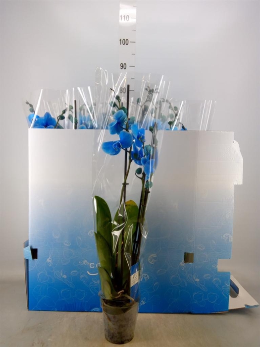 <h4>Phalaenopsis ...</h4>