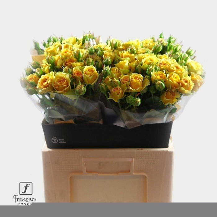 <h4>Rosa spray bandolero</h4>
