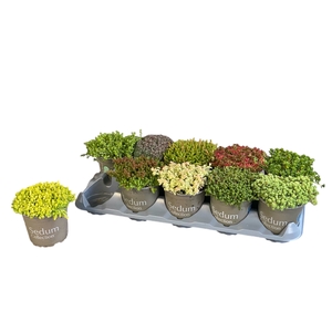 SEDUM GEM
