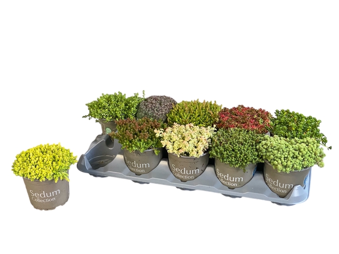 <h4>SEDUM GEM</h4>