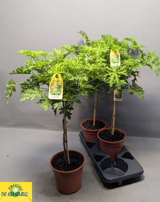 <h4>PEL GRAV LEMON TREE</h4>