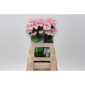 Dianthus ST 'Pastel Damascus'