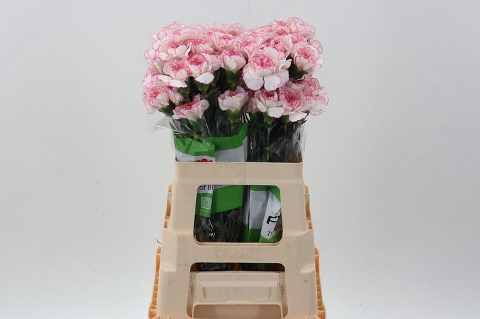 <h4>Dianthus ST 'Pastel Damascus'</h4>