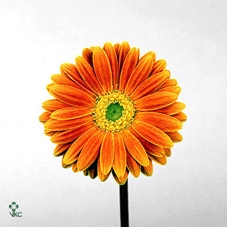 Alstroemeria pink floyd