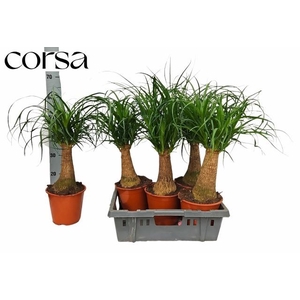BEAUCARNEA RECUR