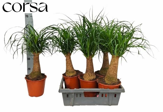 <h4>BEAUCARNEA RECUR</h4>
