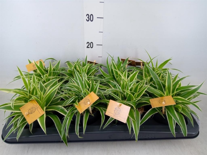 <h4>Chlorophytum com. 'Ocean'</h4>