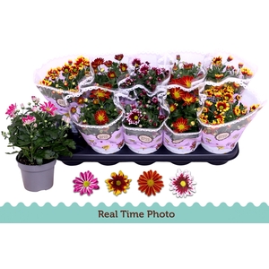 CHRYS GEM 2 KL BLOEM