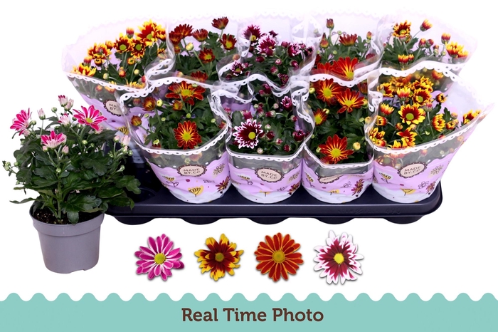 <h4>CHRYS GEM 2 KL BLOEM</h4>