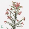 GESTABILISEERD AMAZIDE PINK