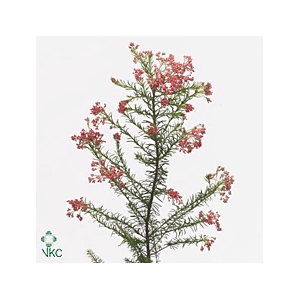 Ozothamnus Pink Panther