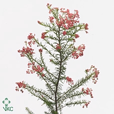 <h4>Ozothamnus Pink Panther</h4>