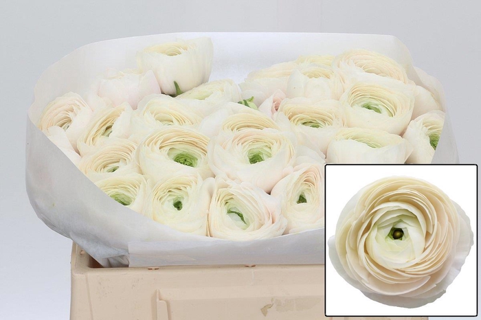 <h4>RAN SU HANOI</h4>