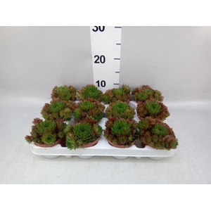Sempervivum   ...