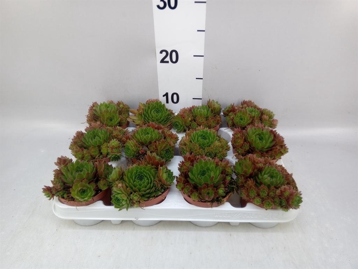 <h4>Sempervivum   ...</h4>