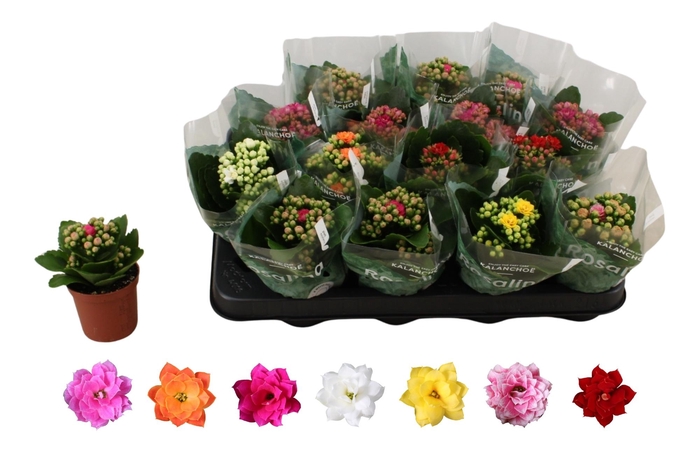 <h4>Kal Ge Ro Gem 6 Kl</h4>