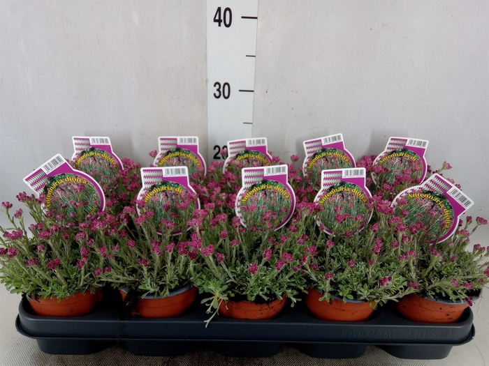 <h4>Antennaria dioica</h4>