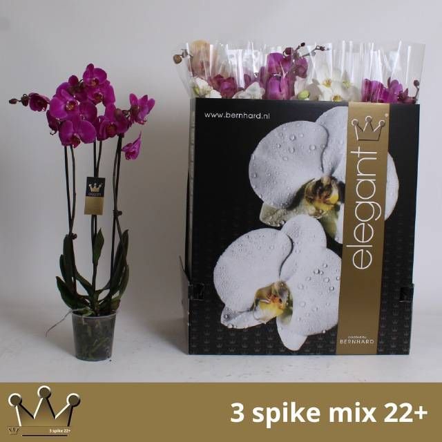<h4>PHAL GEM 7 KL</h4>