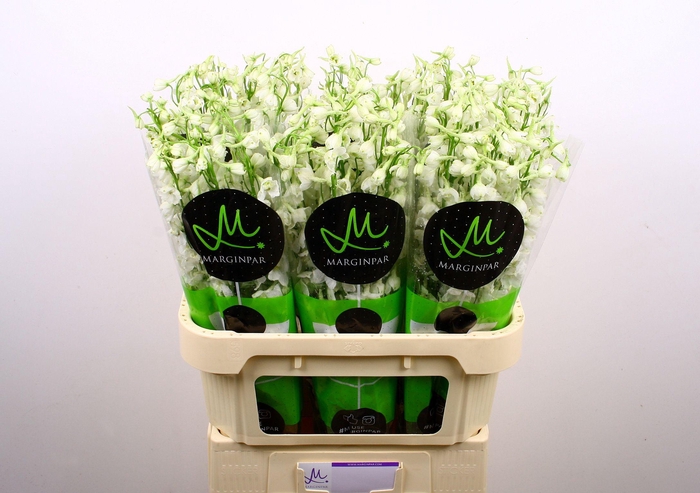 <h4>DELPH EN BE AN WHITE</h4>