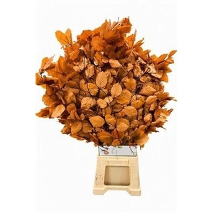 DECORGROEN KLB BS H%