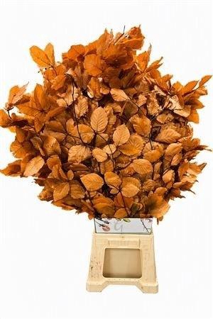 <h4>DECORGROEN KLB BS H%</h4>