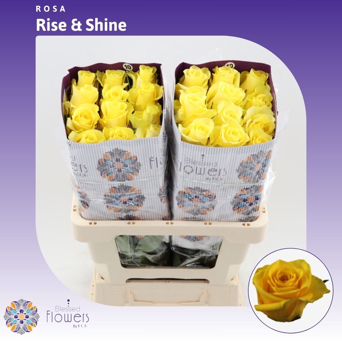 <h4>Rosa gr Rise & Shine</h4>