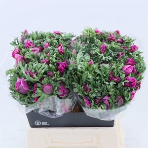 Anem Co Galil Purper