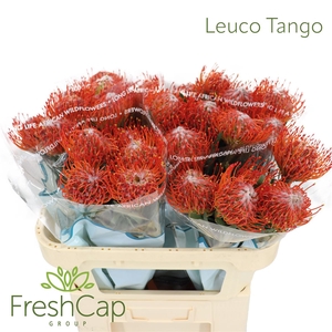 Leuco Tango