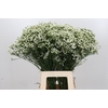 Limonium Pinna Colada