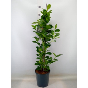 Ficus microcarpa 'Moclame'