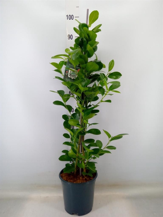<h4>Ficus microcarpa 'Moclame'</h4>