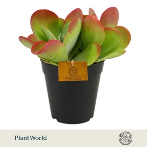 Kalanchoe thyrsiflora 15cm
