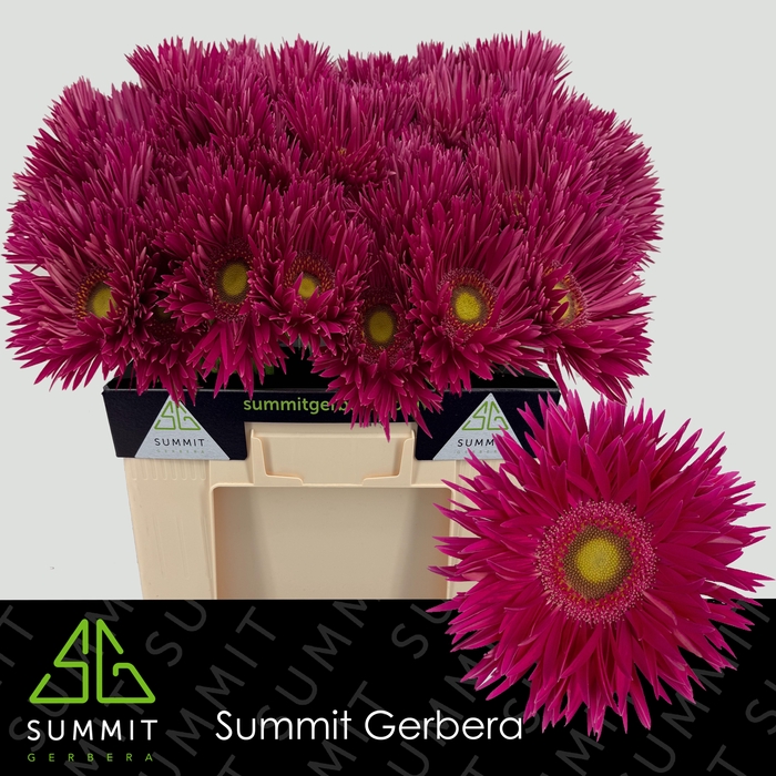 <h4>Gerbera Spider Kaa Water</h4>