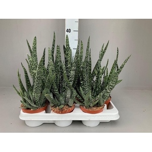 Gasteria carinata var. verrucosa