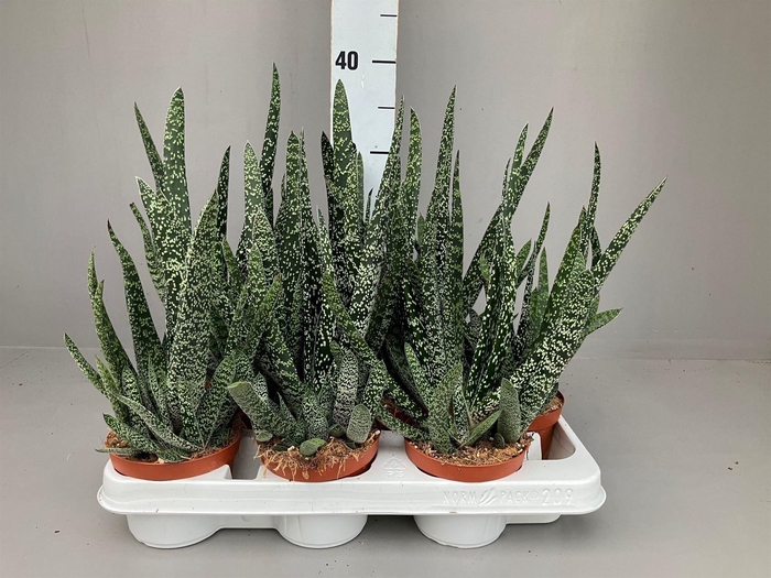 <h4>Gasteria carinata var. verrucosa</h4>