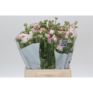 RAN ANDREA CAPPUCCIN