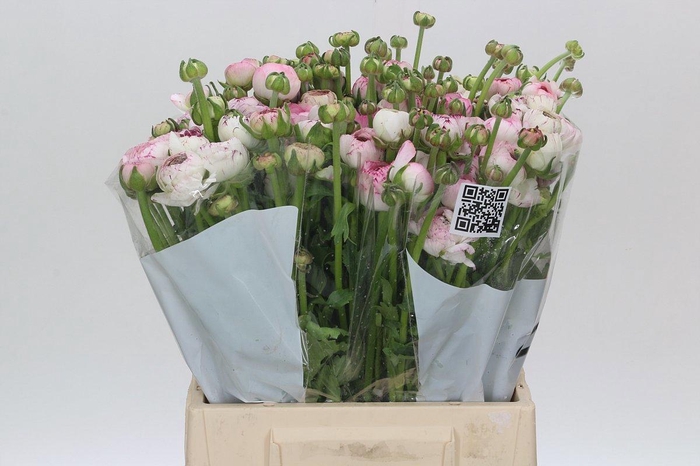 <h4>RAN ANDREA CAPPUCCIN</h4>