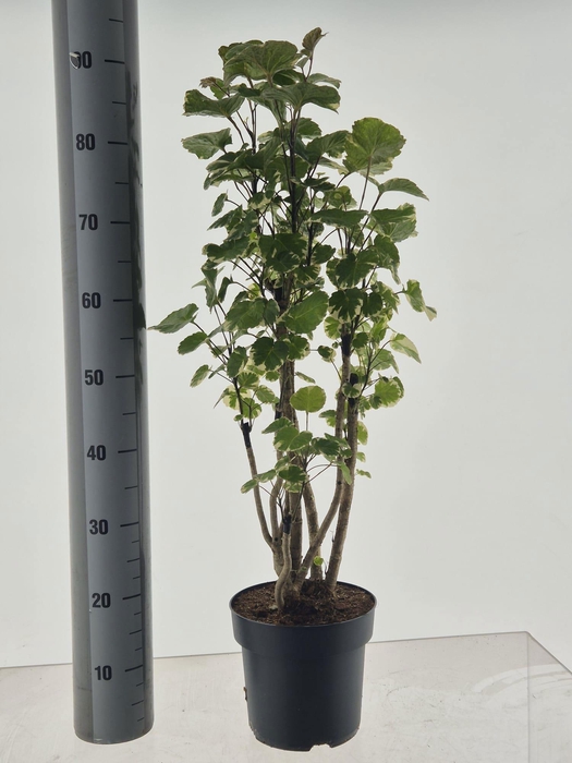 <h4>POLY SC BALFOURII</h4>