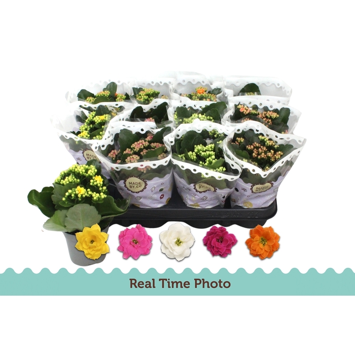 <h4>Kalanchoe bl Calandiva mix 9Ø 19cm</h4>