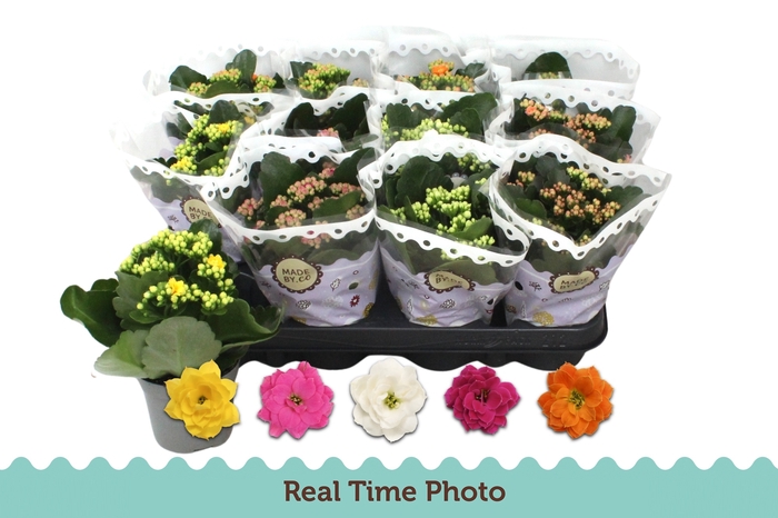 Kalanchoe bl Calandiva mix 9Ø 19cm