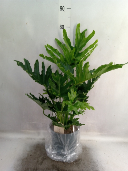 <h4>Philodendron bipinn. 'Little Hope'</h4>