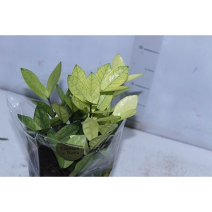 ZAMIOCULCAS CHAMELEON P14