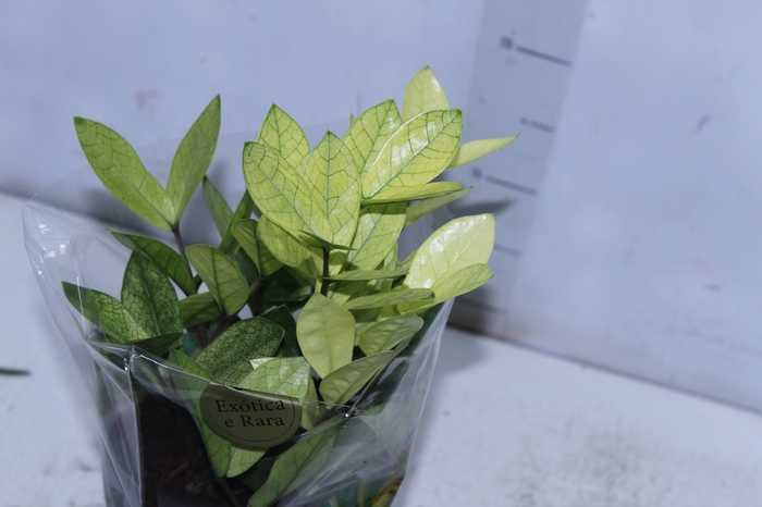 <h4>ZAMIOCULCAS CHAMELEON P14</h4>