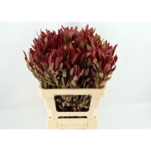 Leucad Safari Yester 60cm