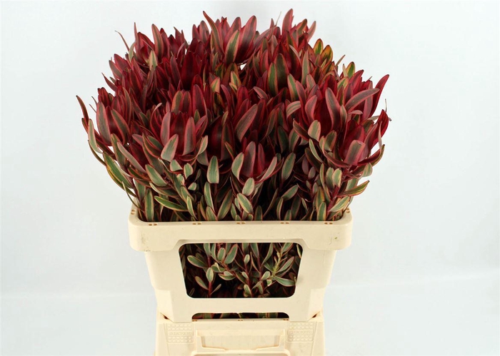 <h4>Leucad Safari Yester 60cm</h4>