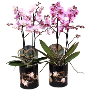 Phal. Multi 2-tak mix in rond blik BGC892 Romantic Black Bijstek
