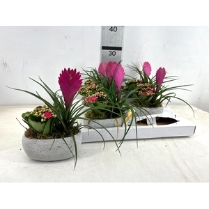 ARR TILLANDSIA