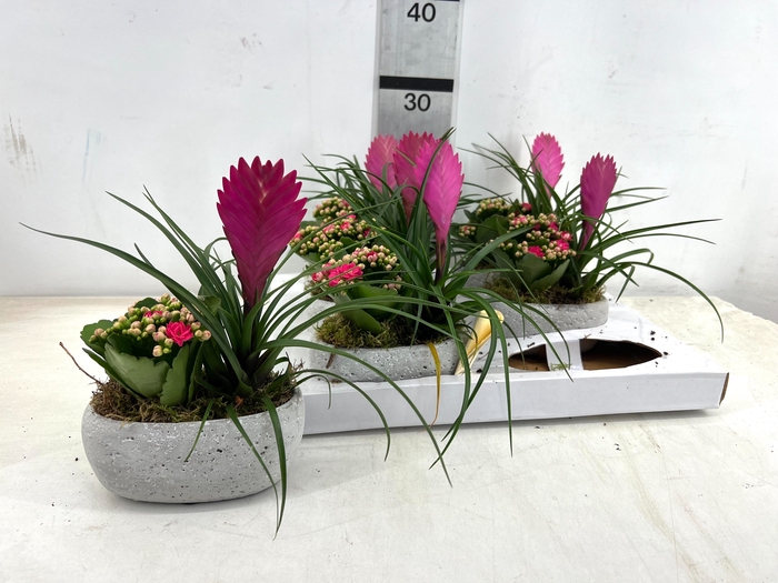 <h4>ARR TILLANDSIA</h4>