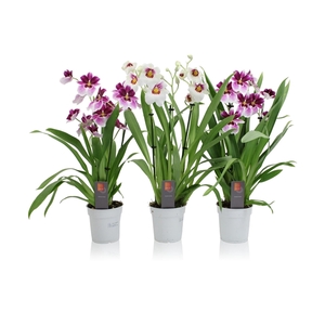 Inca Miltoniopsis mix 3 spike